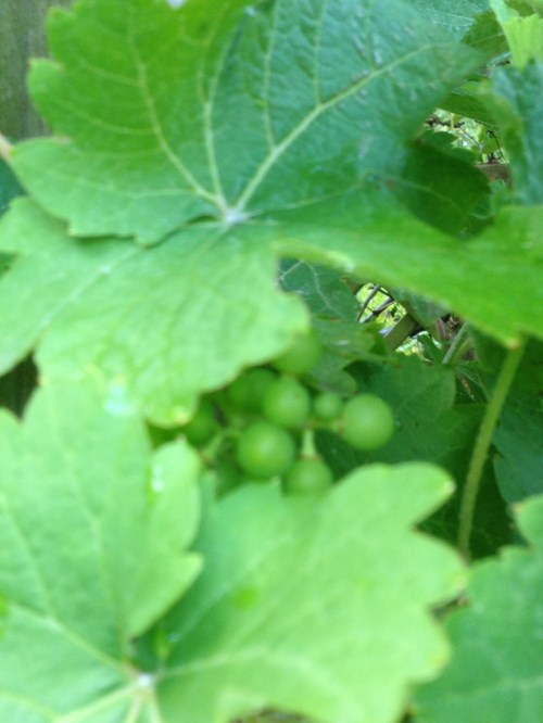Grapes in hiding