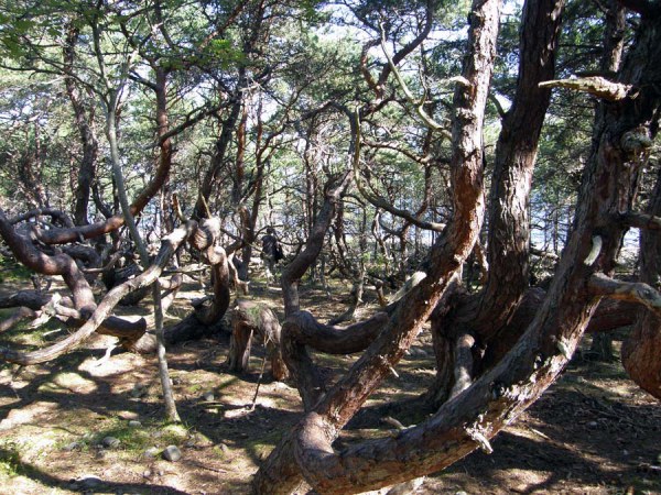 Copyright John Nixon