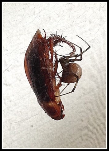 Copyright - Douglas MacIlroy